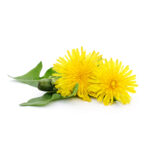 https://files.hernogin.com/app/uploads/2025/09/17083459/dandelion-150x150.jpg